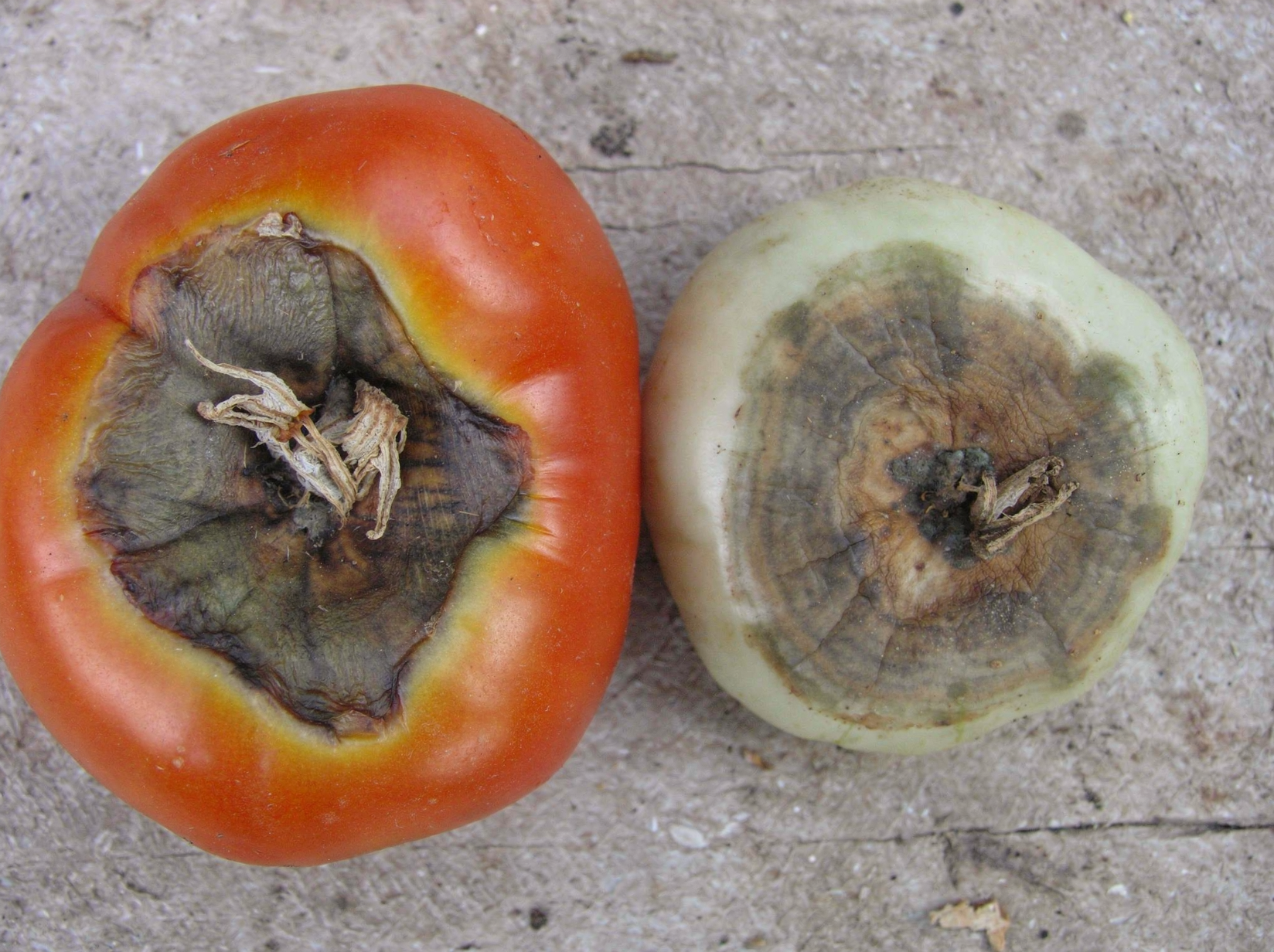 Tomato with dark blossom end rot patch