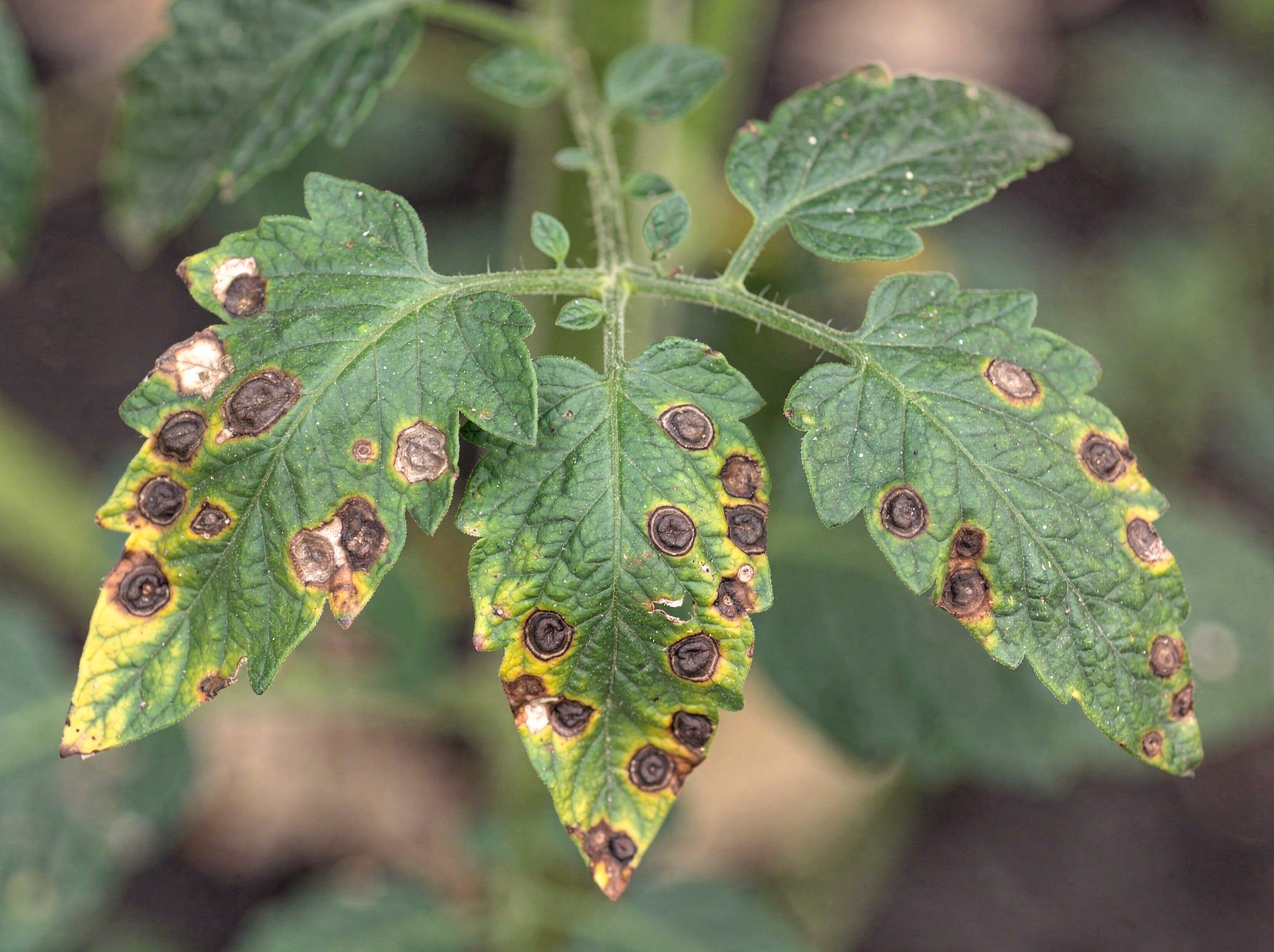 Early blight lesions with concentric rings on a tomato leaf