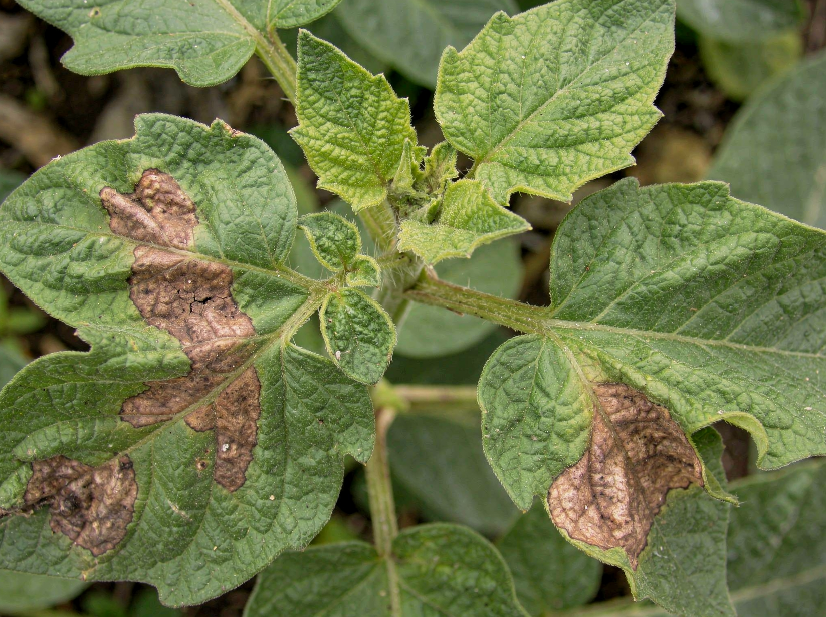 Late blight damage on tomato foliage