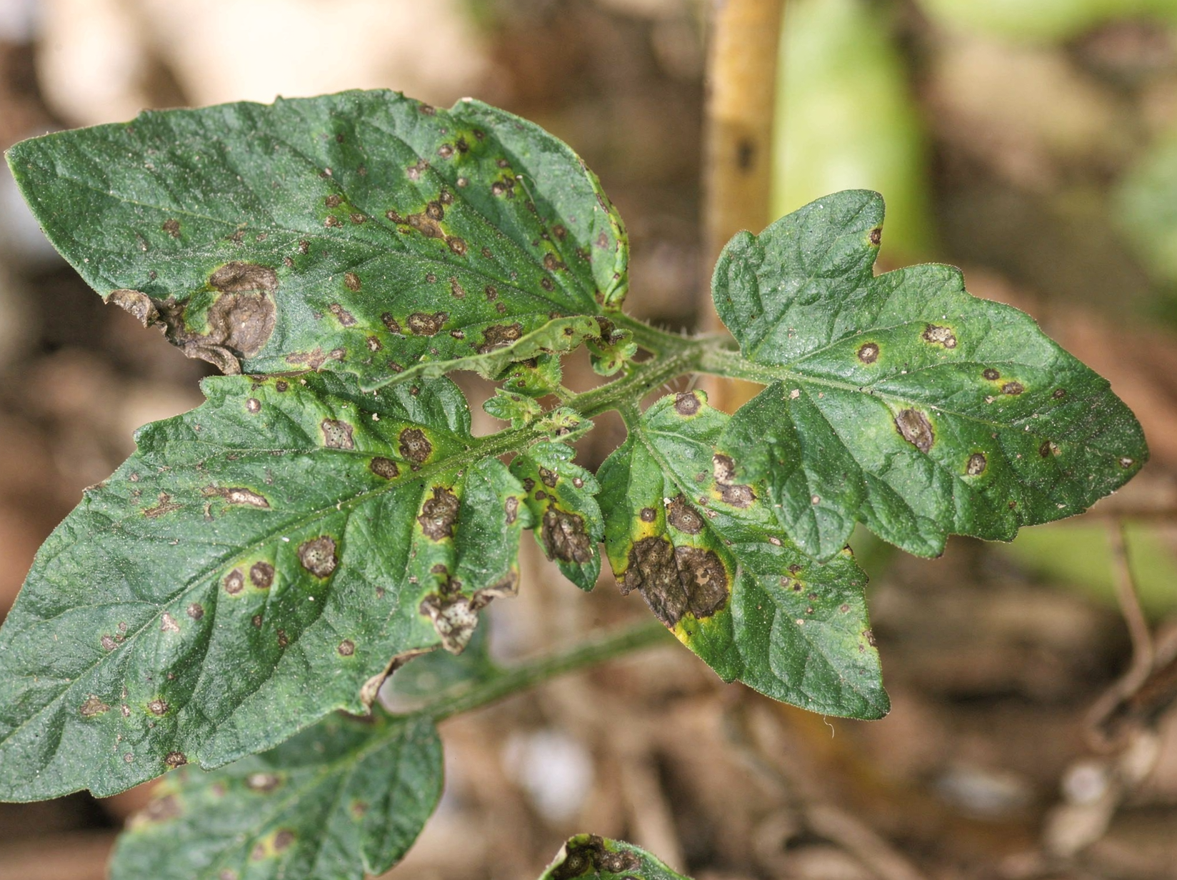 Septoria leaf spot on tomato foliage