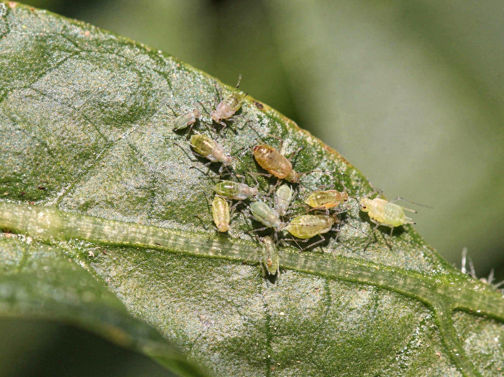Aphid cluster on the underside of a leaf