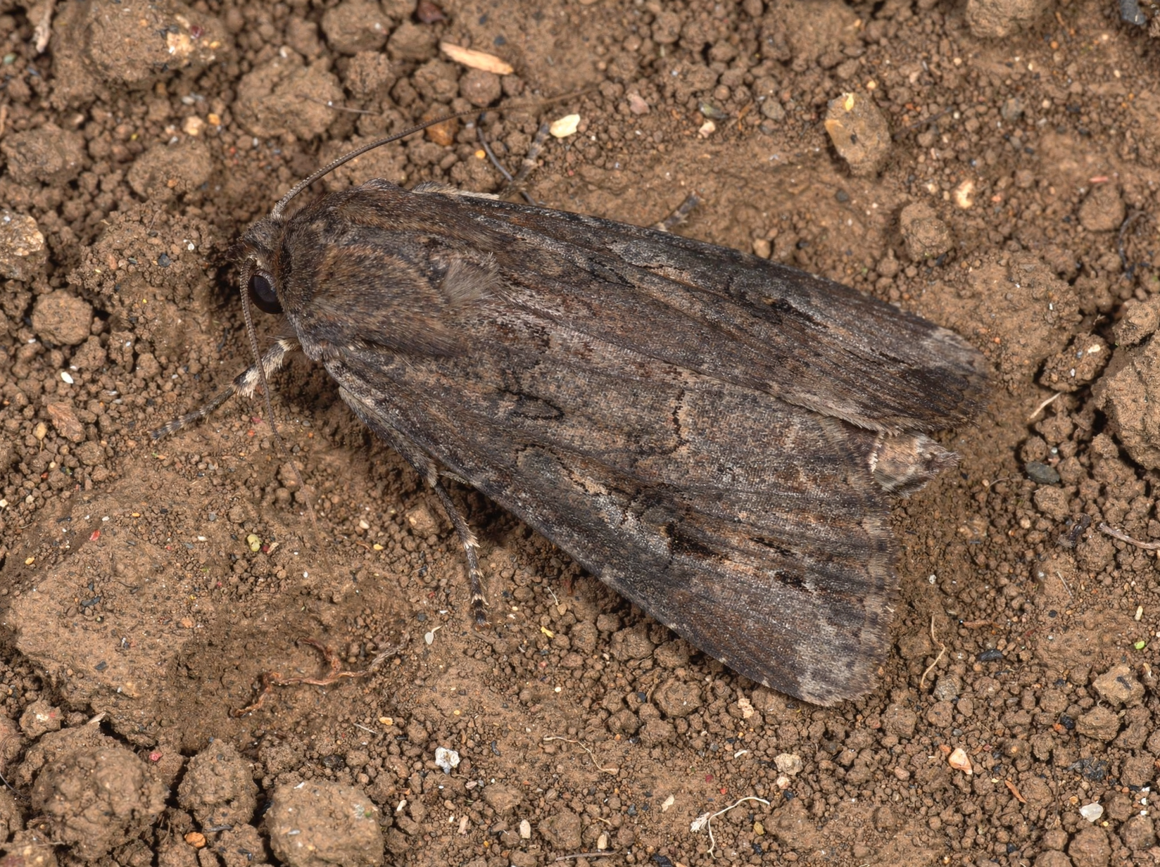 Cutworm caterpillar curled in soil