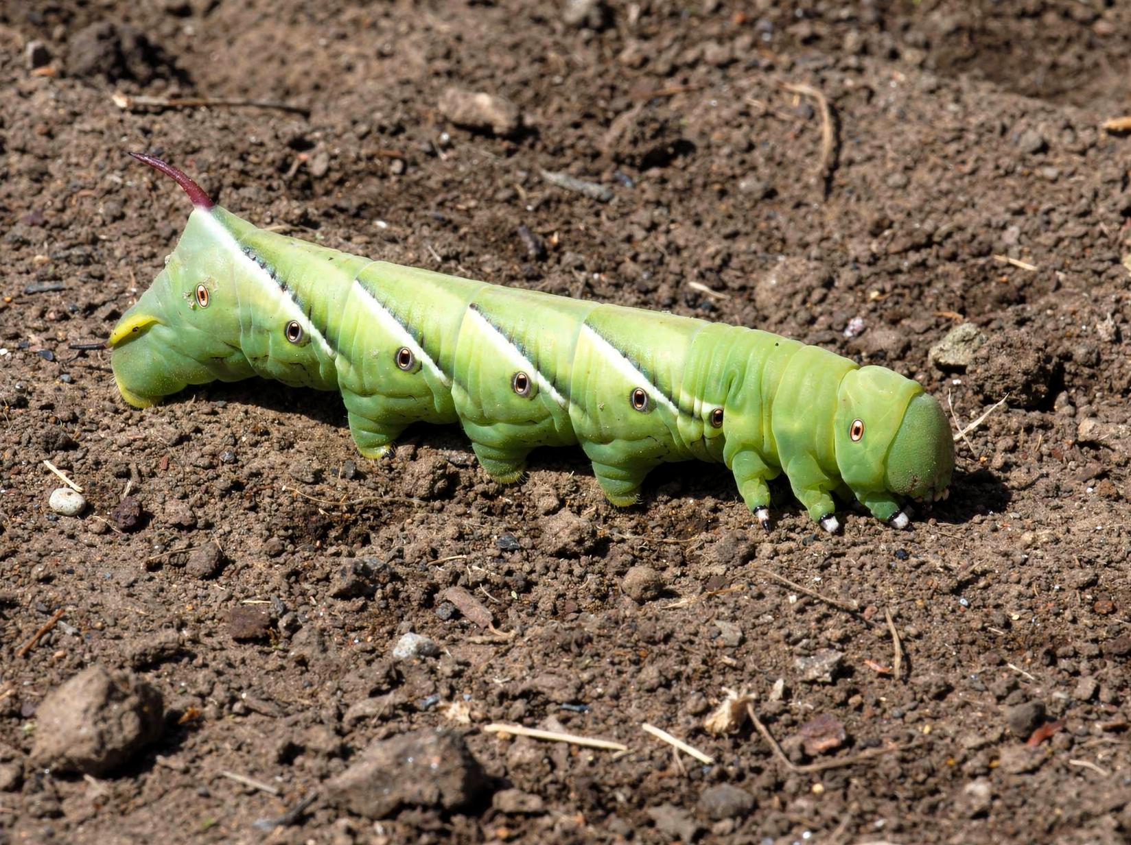 Tomato hornworm caterpillar on a stem