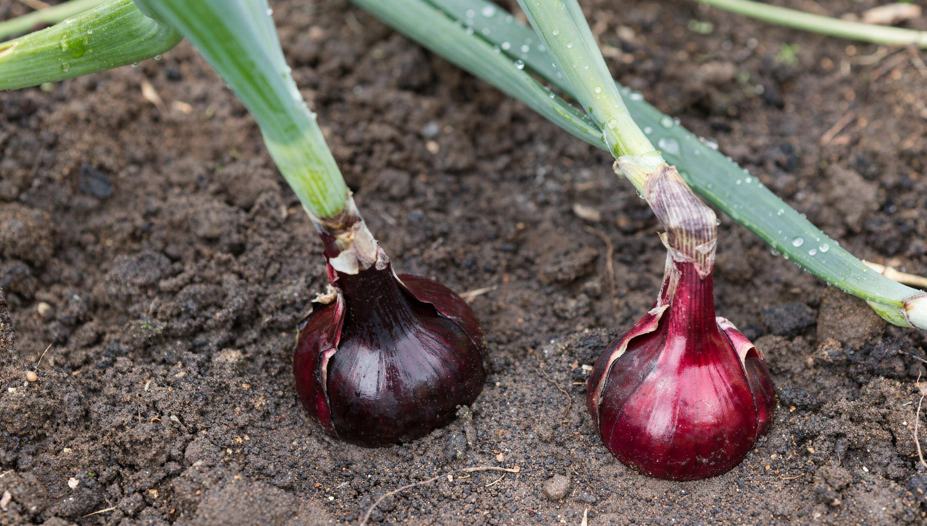 Allium cepa — hero (chairman regenerate)