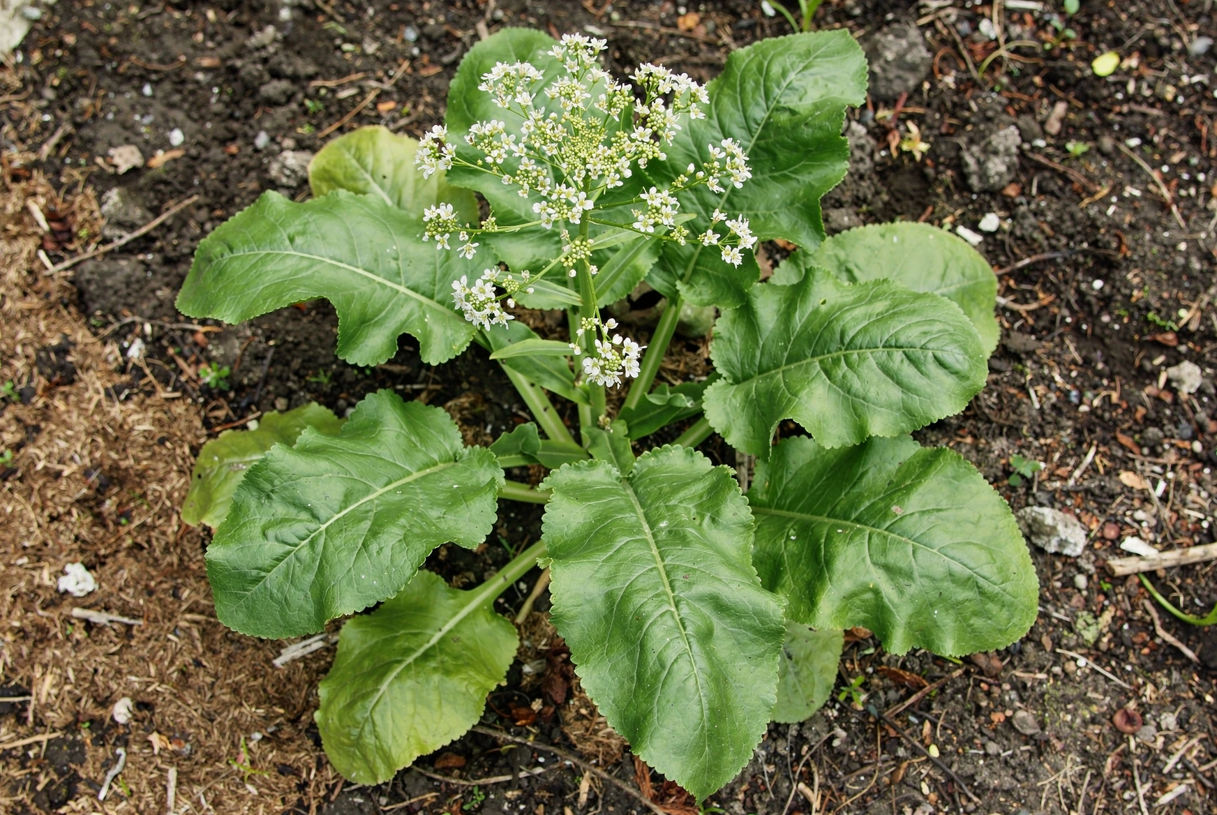 Horseradish — hero (AI-generated reference image)