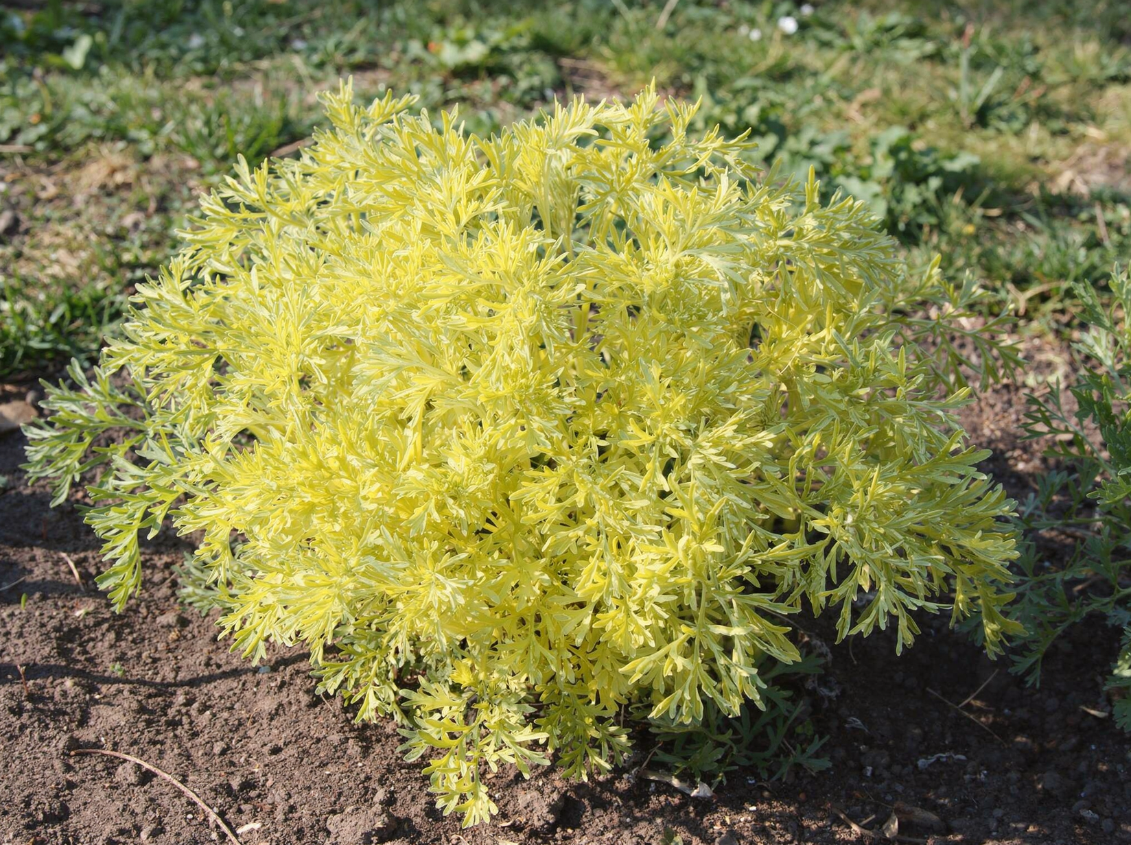 Artemisia dracunculus — hero (chairman regenerate)