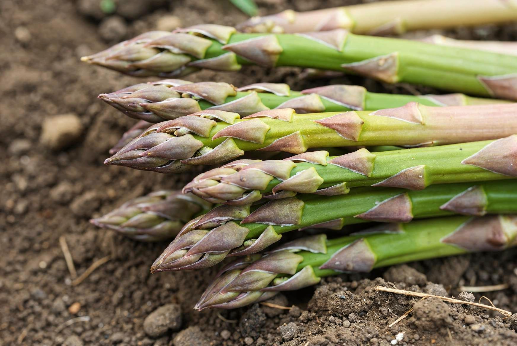 Asparagus — hero (AI-generated reference image)