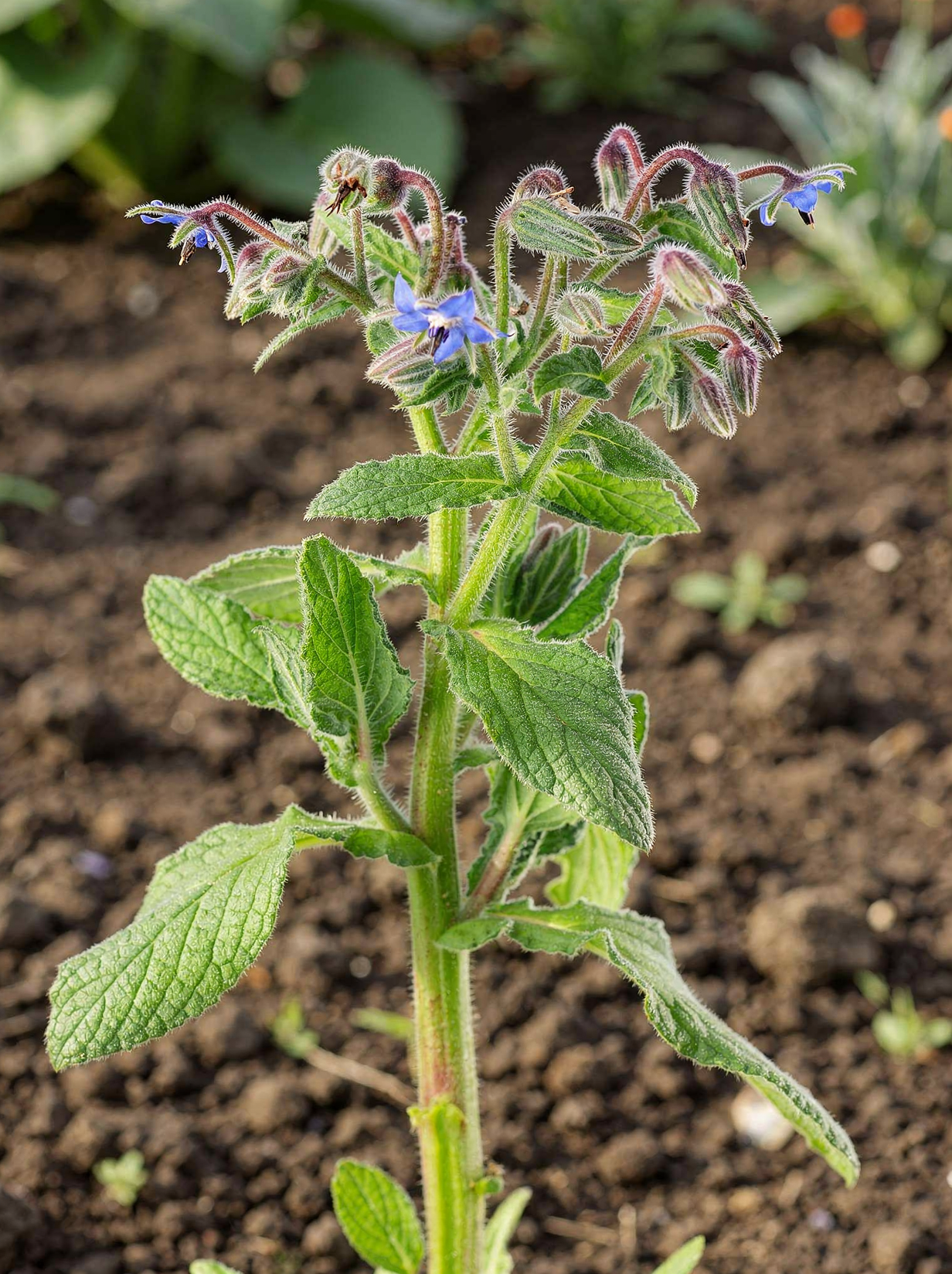 Borage — hero (AI-generated reference image)