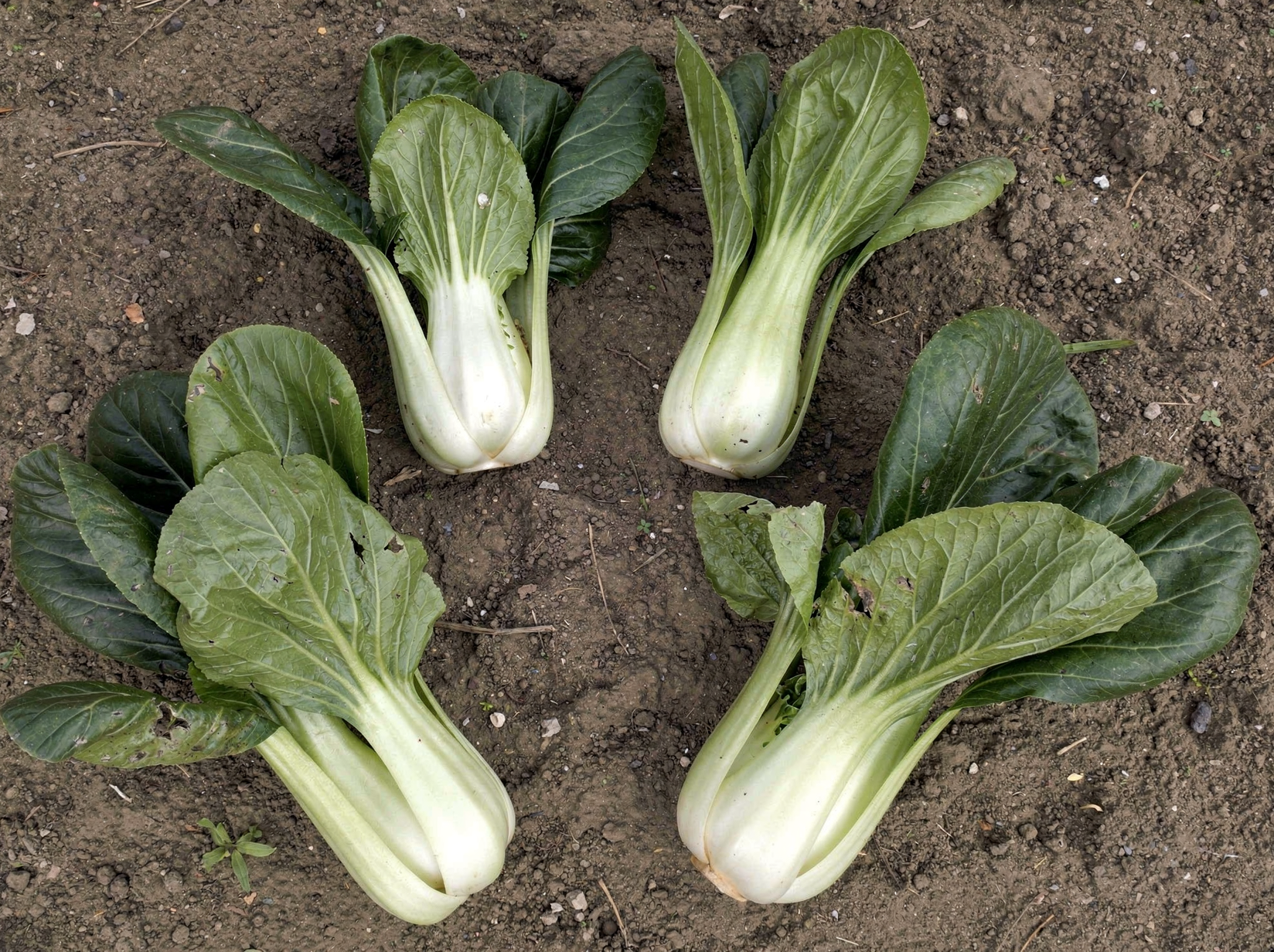 Brassica rapa subsp. chinensis — hero (chairman regenerate)