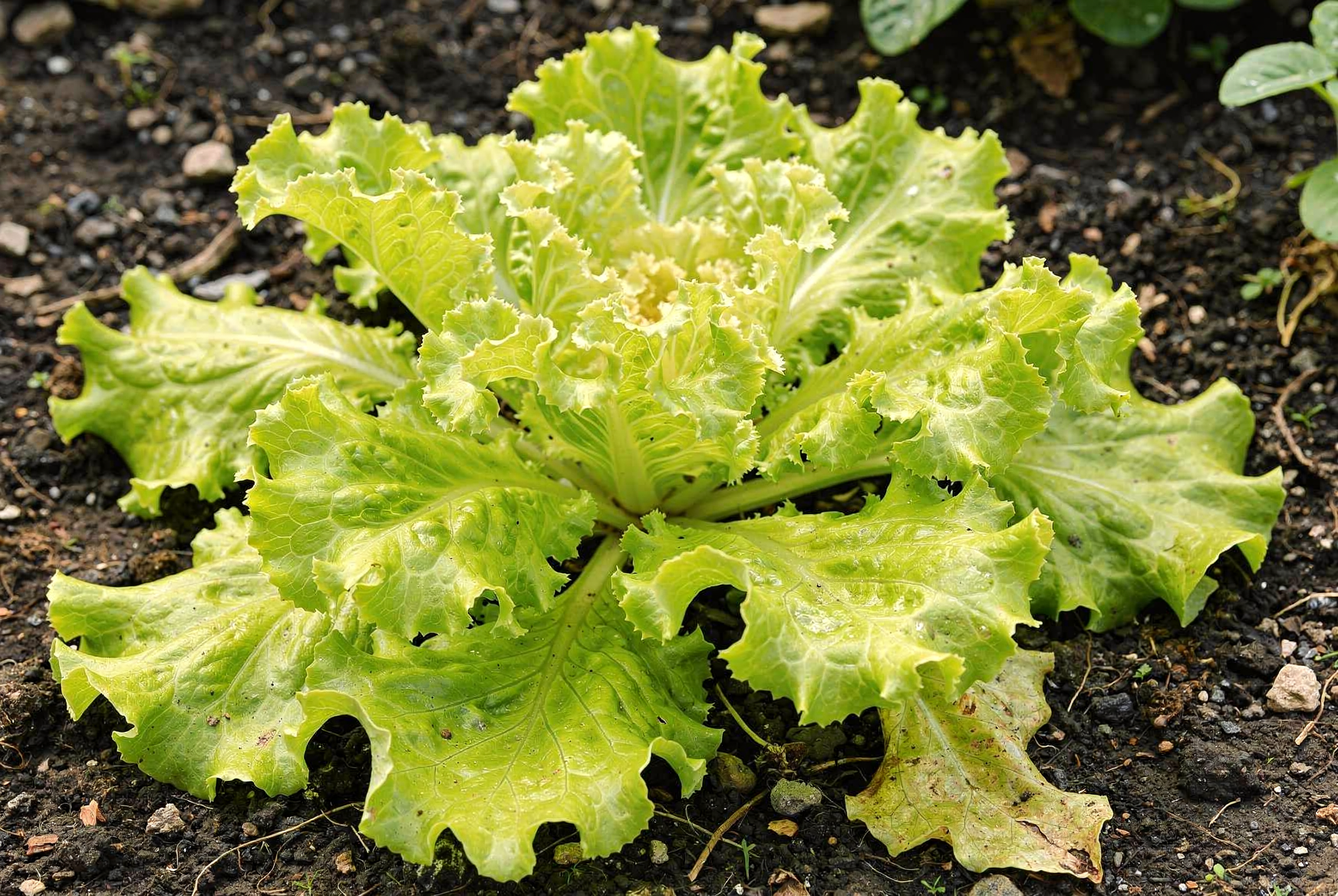 Cichorium endivia (Broad-leaved Group) — hero (chairman regenerate)