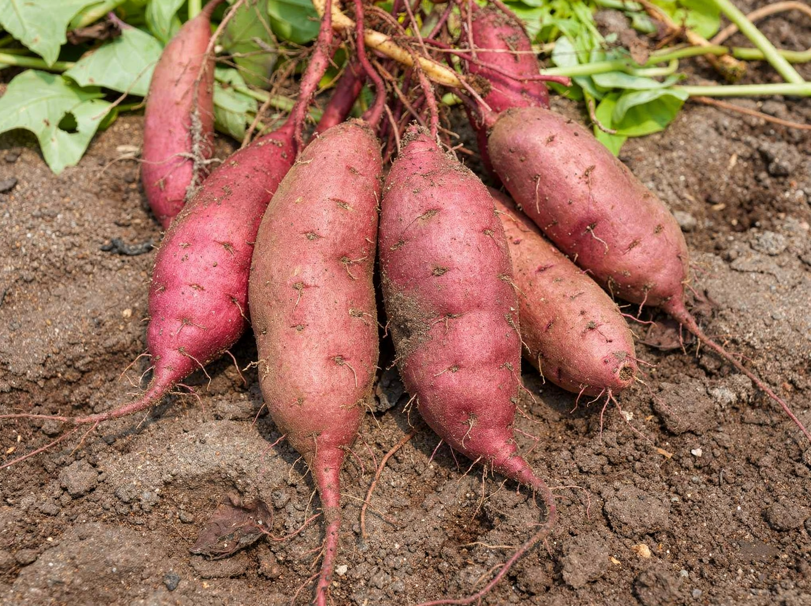 Sweet potato — hero (AI-generated reference image)