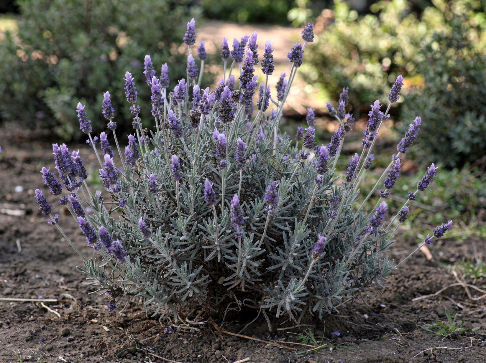 Lavender — hero (AI-generated reference image)