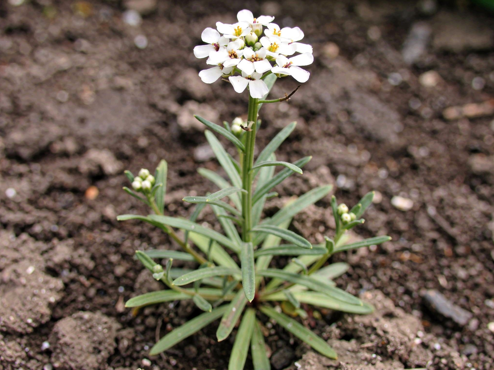 Sweet alyssum — hero (AI-generated reference image)