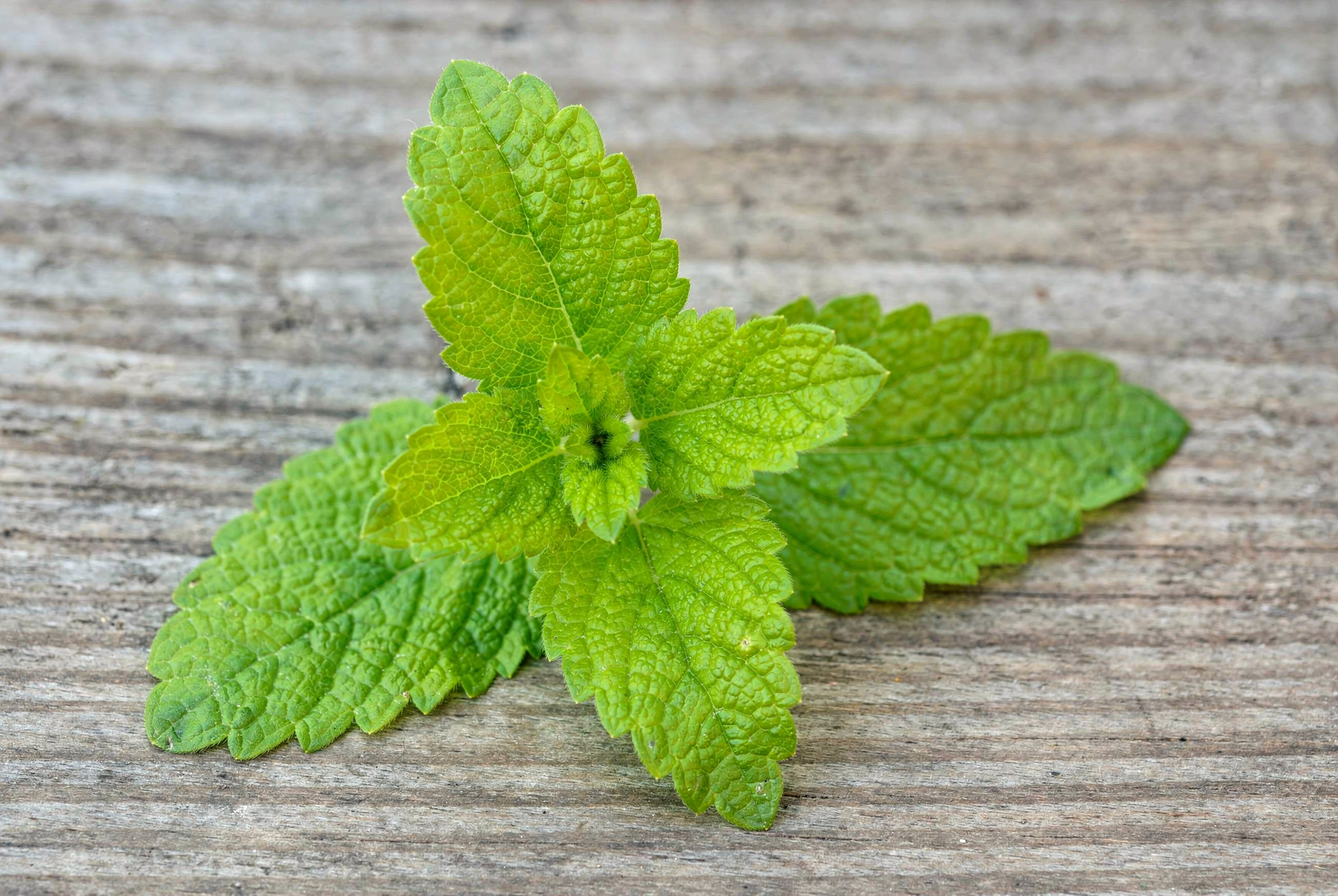 Lemon balm — hero (AI-generated reference image)