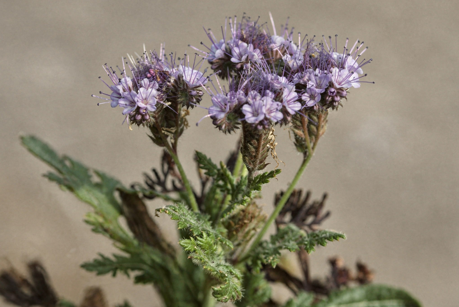 Phacelia — hero (AI-generated reference image)