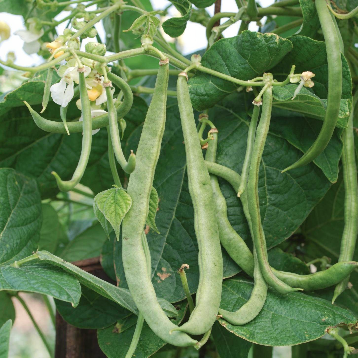 Phaseolus vulgaris (Pole) — hero (chairman regenerate)