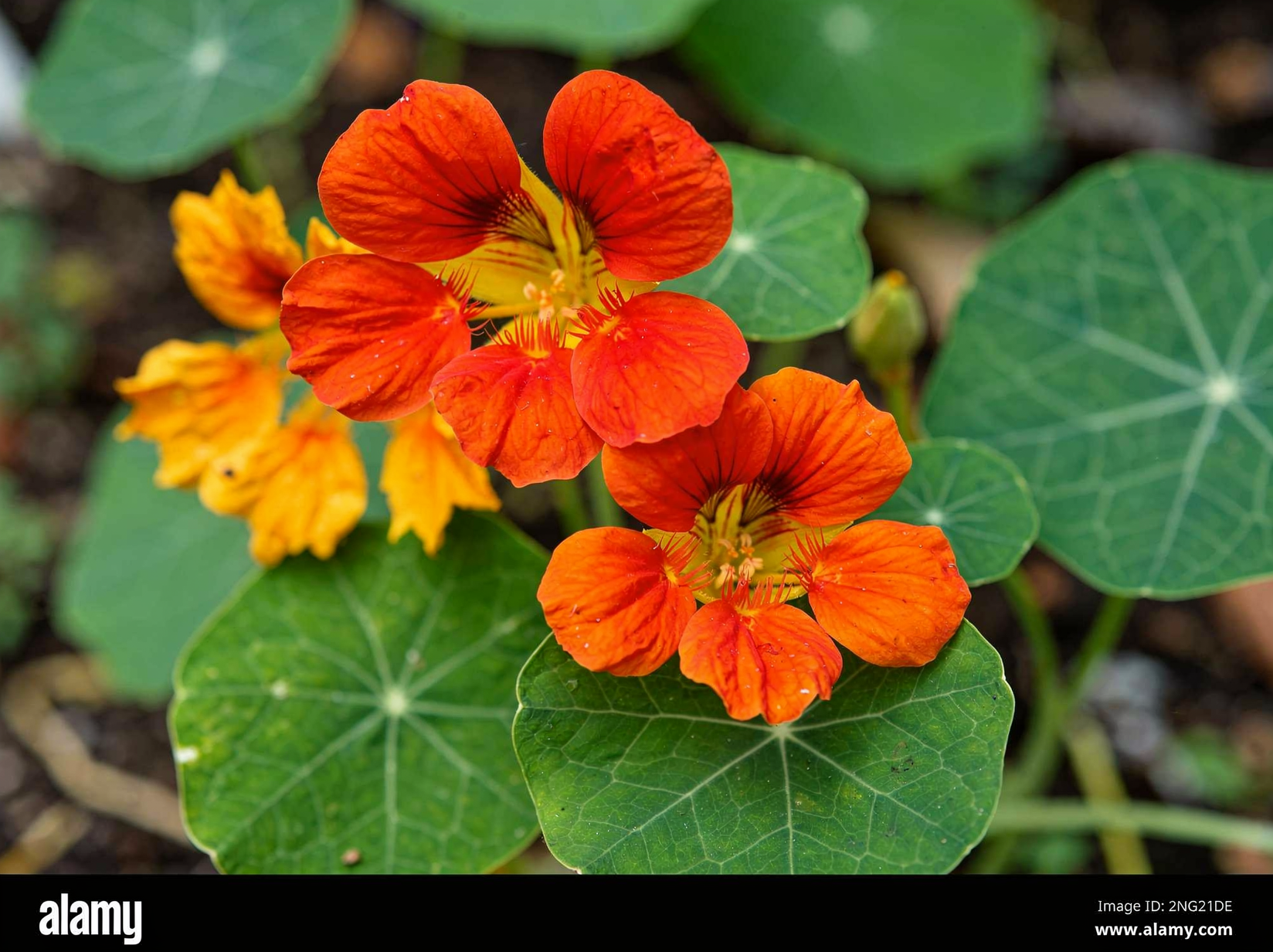 Nasturtium — hero (AI-generated reference image)