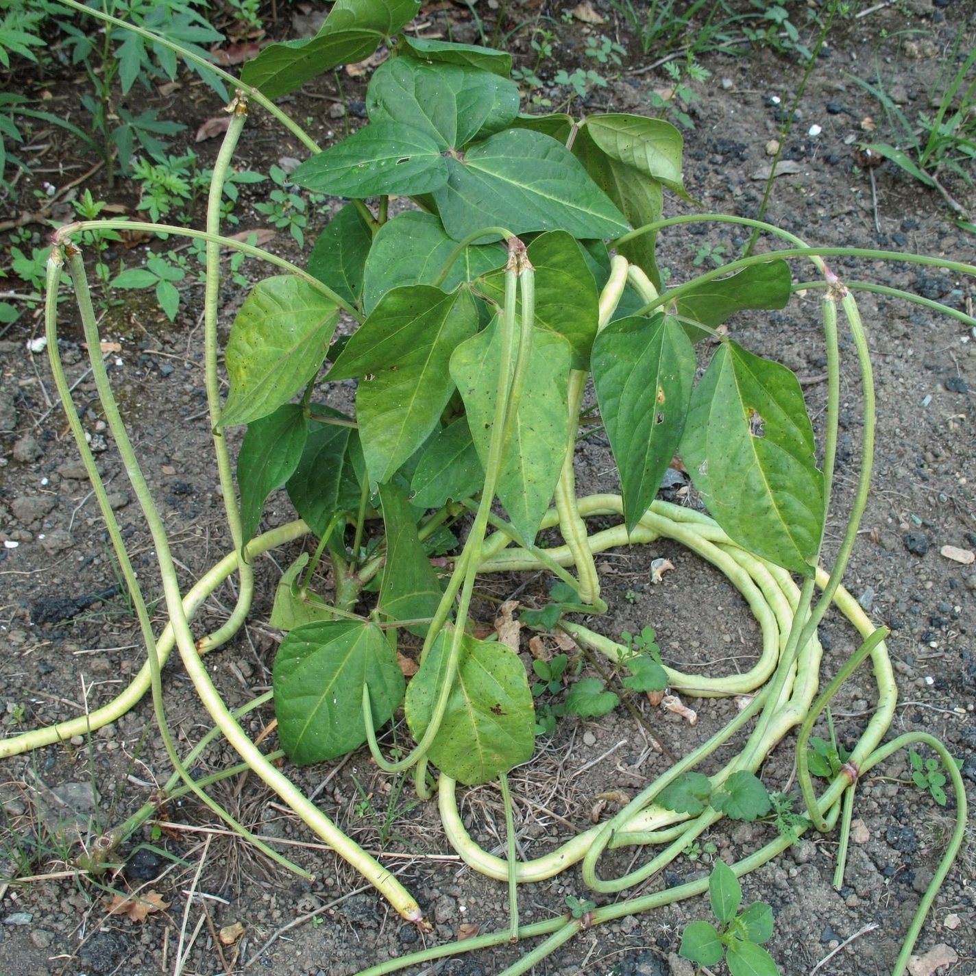 Yardlong bean — hero (AI-generated reference image)