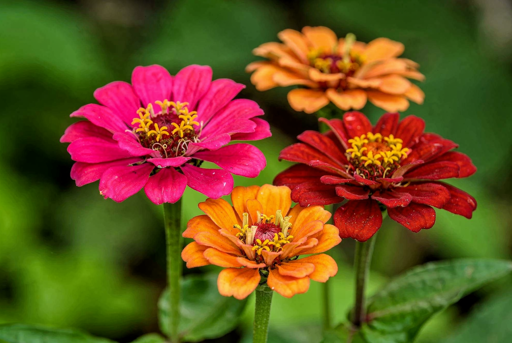 Zinnia elegans — hero (chairman regenerate)