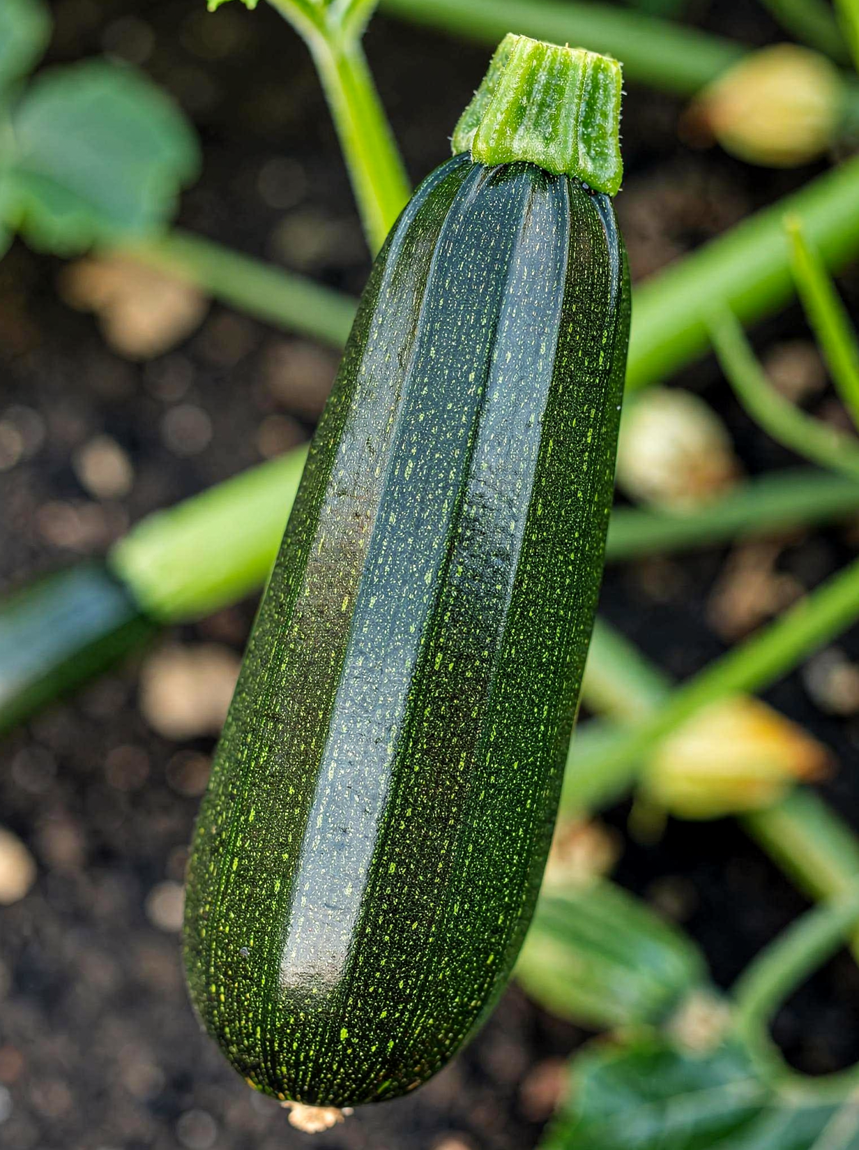 Black Beauty zucchini with blossom