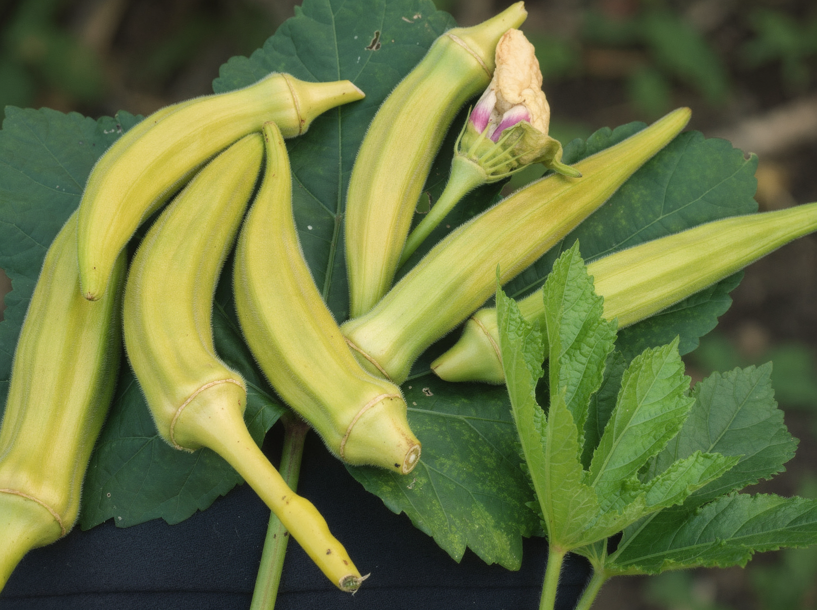 Clemson Spineless okra pods