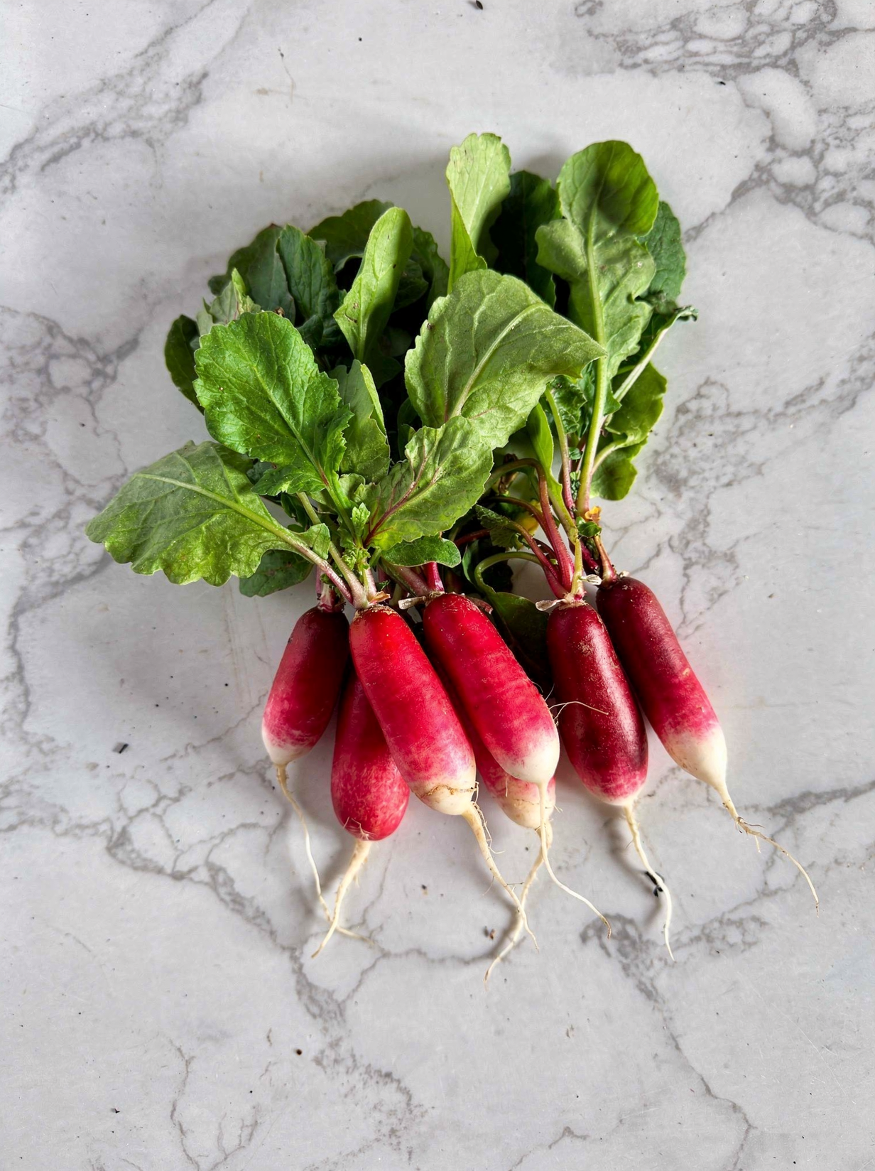 French Breakfast radishes just pulled, tops still on