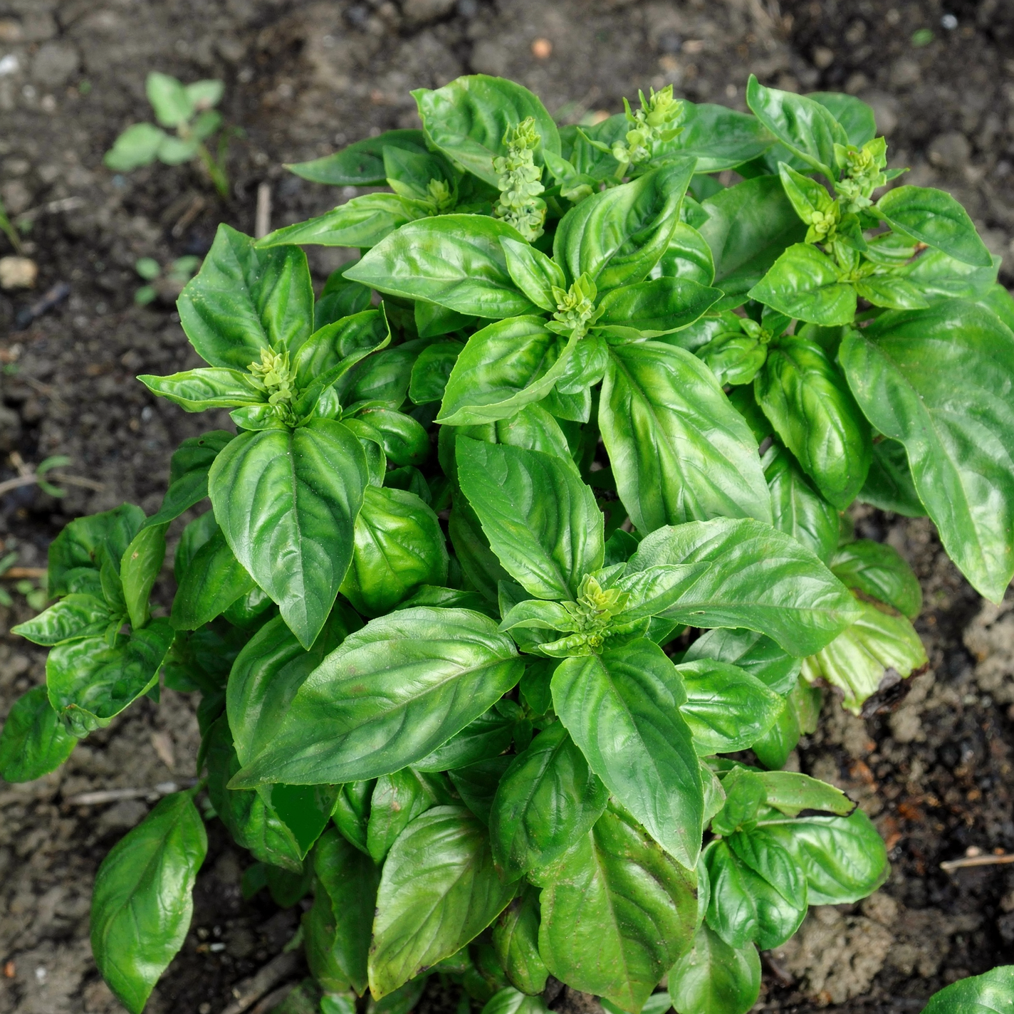 Genovese basil leaves