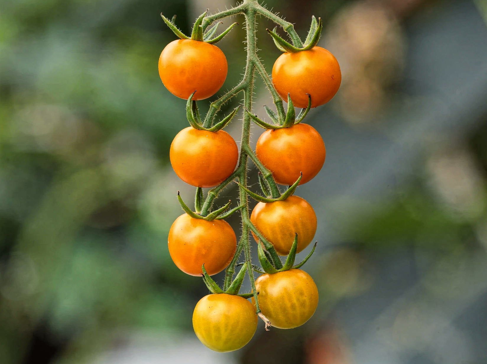 Sungold cherry tomatoes ripening on the vine