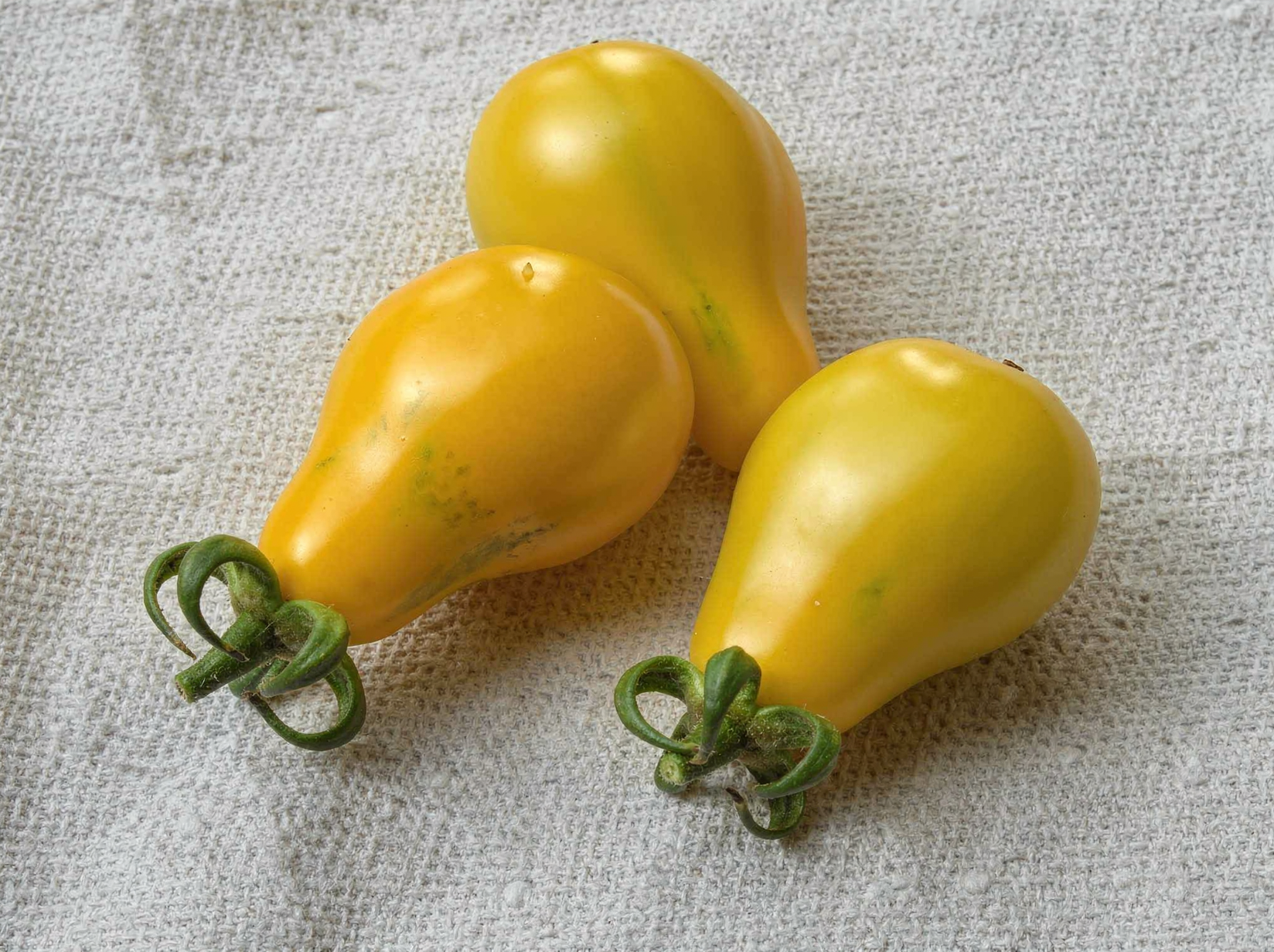 Yellow Pear tomatoes, small golden fruit on the vine